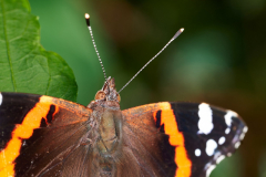 1_NI8_0450-105-mm-1-60-s-25-08-01