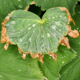 1_NI8_4194-105-mm-1-60-s-25-05-29