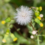 1_NI8_4261-105-mm-1-60-s-25-05-29