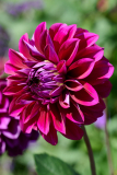 1_NI8_5038-105-mm-1-640-s-25-08-31
