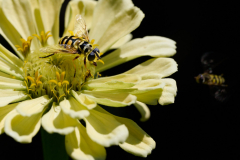 Makro-Fotografie