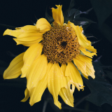 2_NI8_0423-105-mm-1-640-s-25-08-01