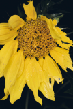 2_NI8_0426-105-mm-1-60-s-25-08-01