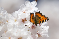 2_NI8_1286-200-mm-1-4000-s-25-04-04