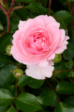 2_NI8_4243-105-mm-1-60-s-25-05-29