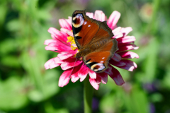 2_NI8_5053-105-mm-1-640-s-25-08-31_1