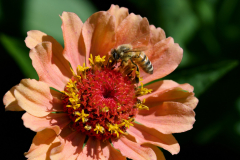 2_NI8_5195-105-mm-1-640-s-25-08-31