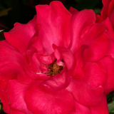 NI8_0464-105-mm-1-60-s-25-08-01