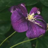 NI8_0503-105-mm-1-60-s-25-08-02