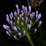 NI8_0510-105-mm-1-60-s-25-08-02