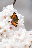 NI8_1297-200-mm-1-5000-s-25-04-04