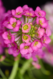 NI8_3763-105-mm-1-60-s-25-05-24