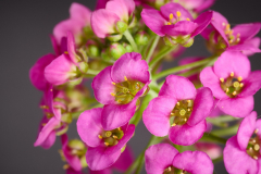 NI8_3770-105-mm-1-60-s-25-05-24