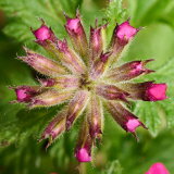 NI8_3791-105-mm-1-60-s-25-05-24