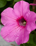 NI8_3813-105-mm-1-60-s-25-05-25