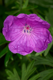 NI8_3827-105-mm-1-60-s-25-05-25
