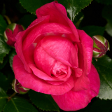 NI8_3847-105-mm-1-60-s-25-05-25