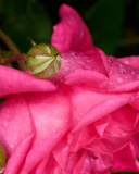 NI8_3849-105-mm-1-60-s-25-05-25