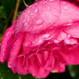 NI8_4031-105-mm-1-60-s-25-05-28