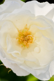 NI8_4163-105-mm-1-60-s-25-05-29