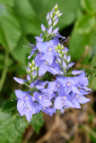 NI8_4237-105-mm-1-60-s-25-05-29