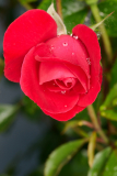 NI8_4790-105-mm-1-60-s-25-05-31