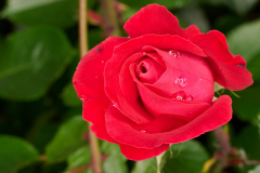 NI8_4811-105-mm-1-60-s-25-05-31