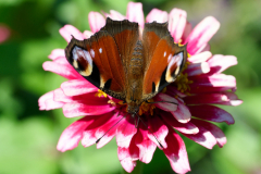 NI8_5042-105-mm-1-640-s-25-08-31