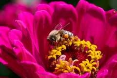 NI8_5171-105-mm-1-640-s-25-08-31