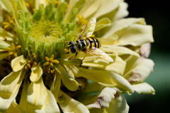 NI8_5183-105-mm-1-640-s-25-08-31