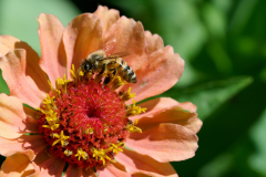 NI8_5197-105-mm-1-640-s-25-08-31