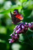 NI8_5210-105-mm-1-640-s-25-08-31