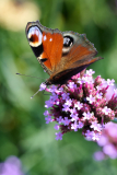NI8_5251-105-mm-1-640-s-25-08-31