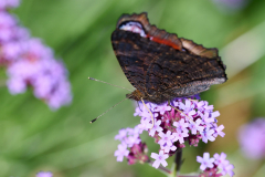 NI8_5282-105-mm-1-640-s-25-08-31