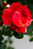 NI8_6072-105-mm-1-640-s-25-06-09