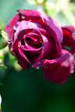 NI8_6075-105-mm-1-640-s-25-06-09