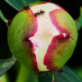 NI8_6083-105-mm-1-60-s-25-06-09