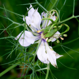 NI8_6091-105-mm-1-60-s-25-06-09