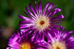 NI8_6512-105-mm-1-640-s-25-06-14