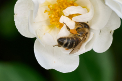 NI8_6707-105-mm-1-20-s-25-06-15