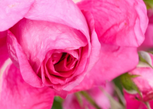 NI8_6734-105-mm-1-20-s-25-06-15