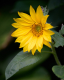 NI8_9655-140-mm-1-640-s-25-07-26