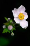 NI8_9687-200-mm-1-640-s-25-07-26