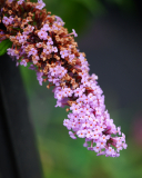 NI8_9710-200-mm-1-640-s-25-07-26