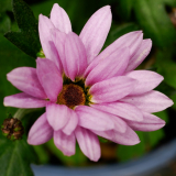 Nandlstadt_25-08-16_17-15-NI8_4434-105-mm-1-60-s-25-08-16