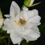 Nandlstadt_25-08-16_17-41-NI8_4519-105-mm-1-60-s-25-08-16