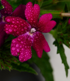 Nandlstadt_25-08-16_17-43-NI8_4522-105-mm-1-60-s-25-08-16