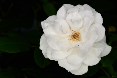 Nandlstadt_25-08-16_17-48-NI8_4539-105-mm-1-60-s-25-08-16_1